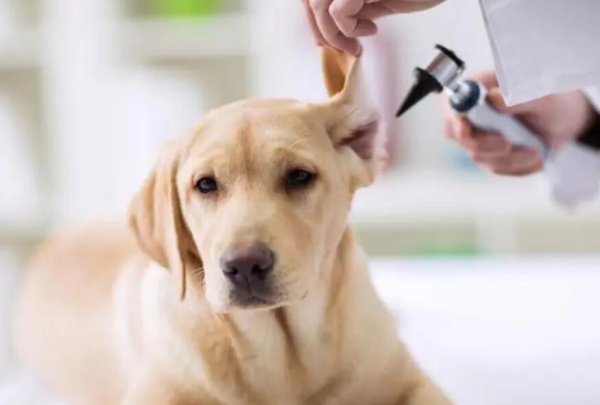 Practical tips: Ethanol or iodine disinfectant for dog ear mites