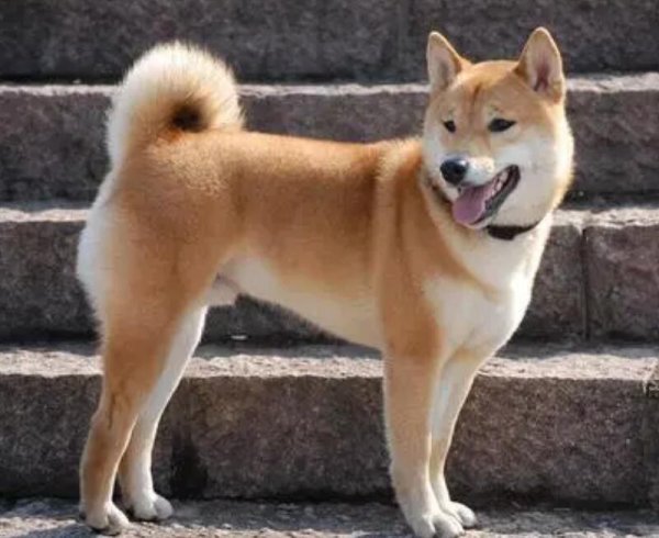 When teasing someone else s dog, some behaviors have crossed the line. Be sure to pay attention