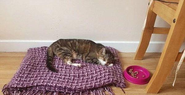 The cat was retrieved for 13 years after missing, but he passed away three days after returning home. The owner burst into tears and said...