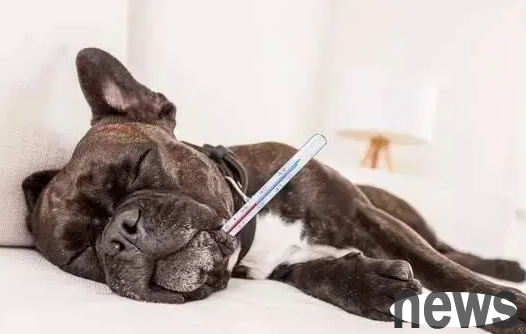 What is the normal body temperature of a dog? Master, let s find out