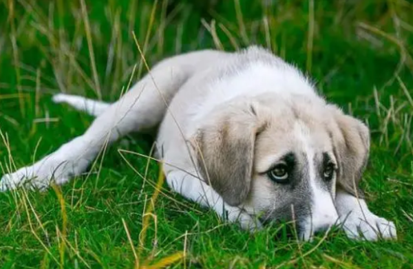 Why do dogs lick the place where they urinate? Do you know?