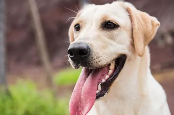 What is the condition of white tongue coating on a dog? Come and have a look