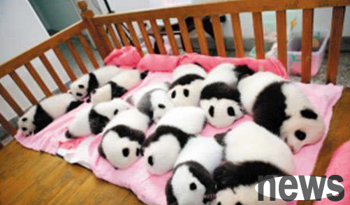 A group of pandas were basking in the sun, one of which attracted the attention of netizens. The keeper: It faded