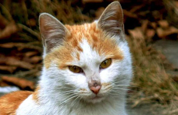 After the netizen s cat was lost, the stray cat found out and took it home!