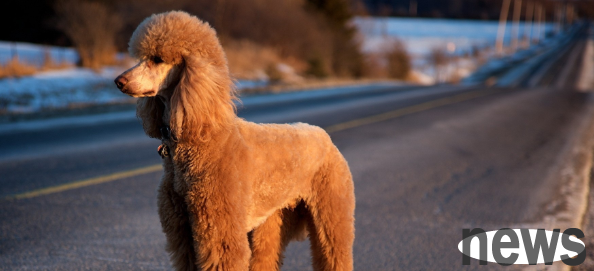 Popular science on pet raising: Which dog is clean and easy to keep?