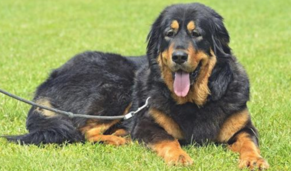 Golden retrieved dogs are in trouble, rural cats are in trouble, hairless cats are in trouble, just the crystallization of emotions, some hasty