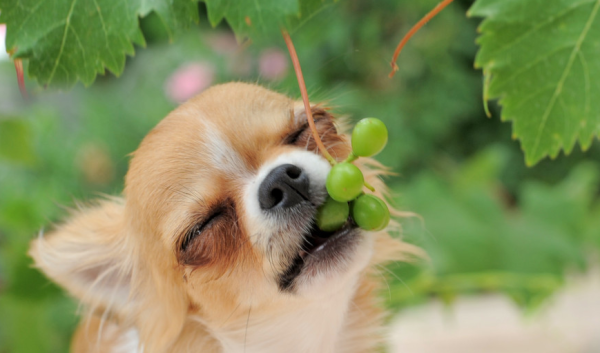 Is it okay for a dog to eat grape seeds? Generally nothing will happen