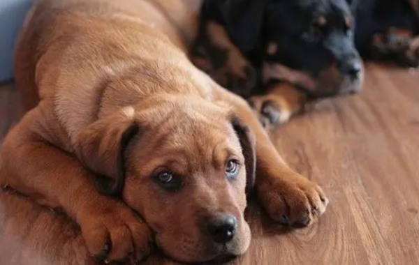 What medicine should I take for puppies to suffer from diarrhea? Come here to have a look