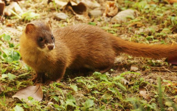 The weasel 
