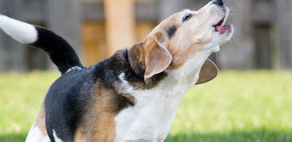 What should I do if a dog barks when he hears the movement? What is the solution?