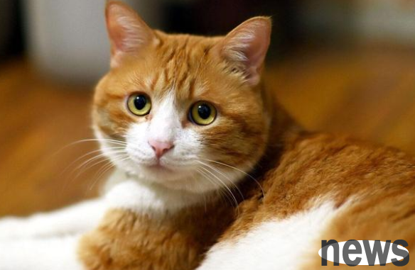 The lame orange cat came to the door to ask for adoption. It made people feel distressed when they were rescued. After half a month of being rescued, they were so fat that they were pressed down.