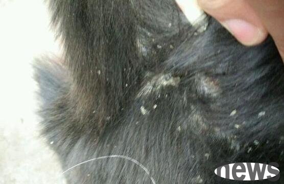 What s going on if a dog has something like dandruff on its hair?
