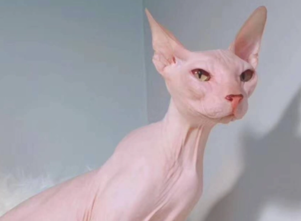 The hairless cat is too naked, and grandma made it underwear, which makes it even more charming