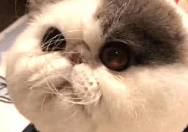 A woman slept in on weekends and found something was wrong with the cat when she got up