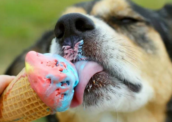Come and see, can dogs eat ice cream?