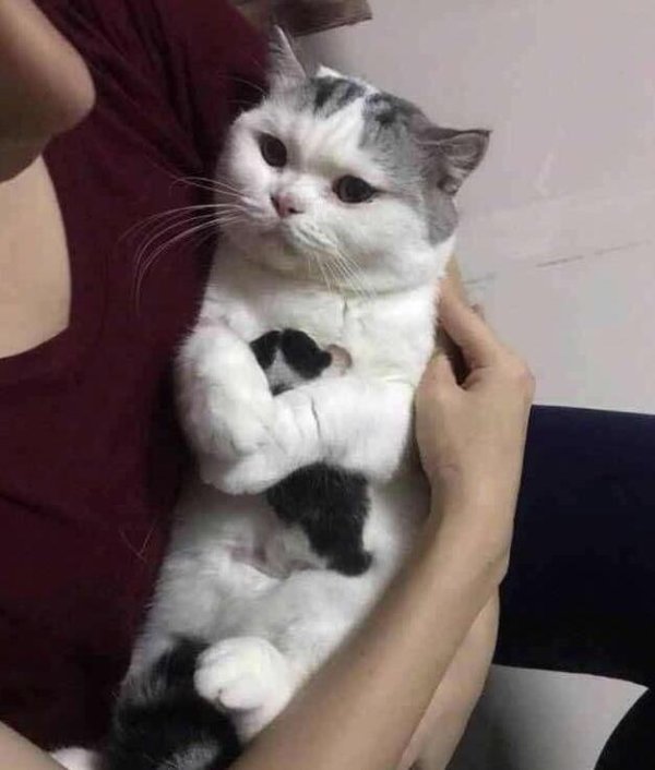 The owner wants to snatch the kitten away, and the mother cat s reaction makes the owner s eyes turn red. This is the last one.