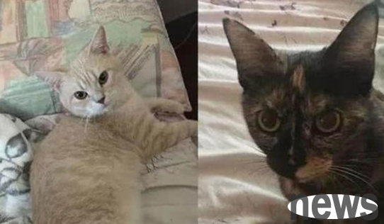 When the woman was asleep in the middle of the night, a group of kittens suddenly appeared on her pillow. She was so happy when she found out the reason!