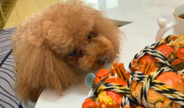 Can dogs eat crab shells? It cannot be eaten and is not recommended for dogs.