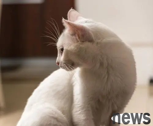 A cat that was adopted a year ago returned to its original owner with injuries. It has been looking for a way home.