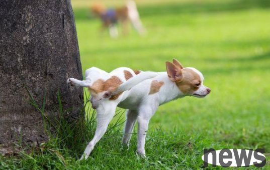 Why does my dog ​​suddenly urinate frequently? Come and see
