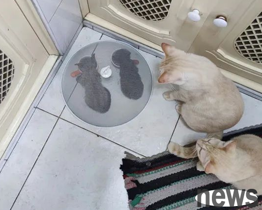 The big cat gangs up to snatch the kitten s food, and the owner is a rogue and can only cover the kitten to eat...