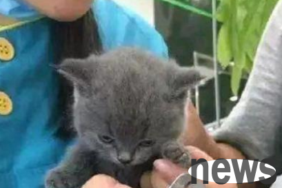 The owner asked the cat to trim its nails. The cat didn’t resist the whole process, but the owner was terrified the whole time!