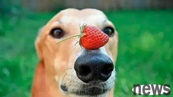 Can dogs eat biscuits? The master needs to understand