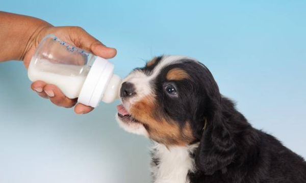 Pet trivia: Can puppies drink human milk powder?