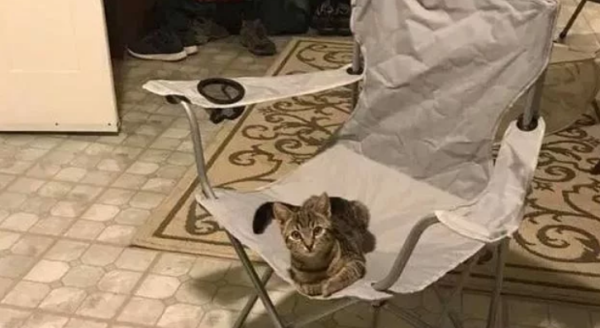 When I got home from get off work, I found a cat sitting on my chair. But I don’t have a cat.