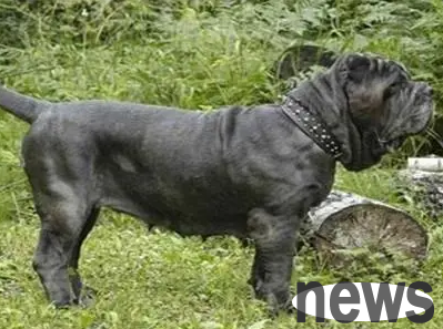 What kind of cadaver dog is it? If you are interested, come and take a look!