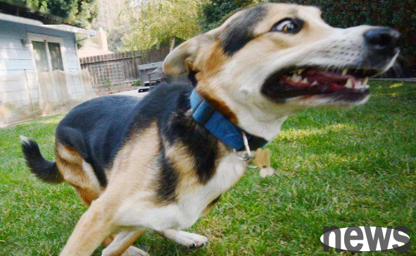 Why do dogs suddenly run crazy? it may be too exciting
