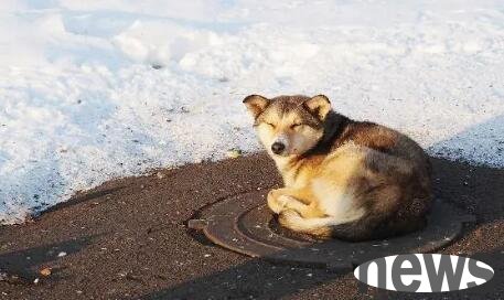 Teach you three tricks to solve the harm of ultraviolet rays to dogs~