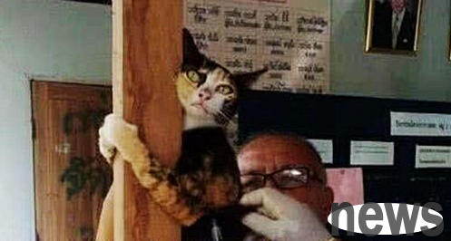 The woman took her cat to the hospital for vaccination. The veterinarian called her in 10 minutes later. When she opened the door, she was dumbfounded.