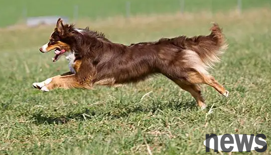 Popular science for pet owners: How to care for long-haired pet dogs?