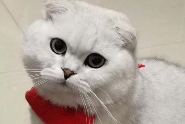 The cat I bought for 5,000 yuan loves to bite people and is very heartbreaking. Can I subdue it?