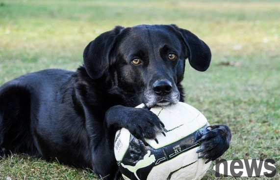 Why don t dogs like other people touching their noses? Just read this article to find out