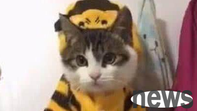 The owner mopped the floor and was stained by the cat, so he had no choice but to hang it on the wall. The little look in his eyes was instantly stunning!