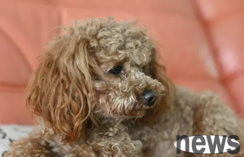 What breeds of gray dogs are there? If you are not sure, come and take a look!