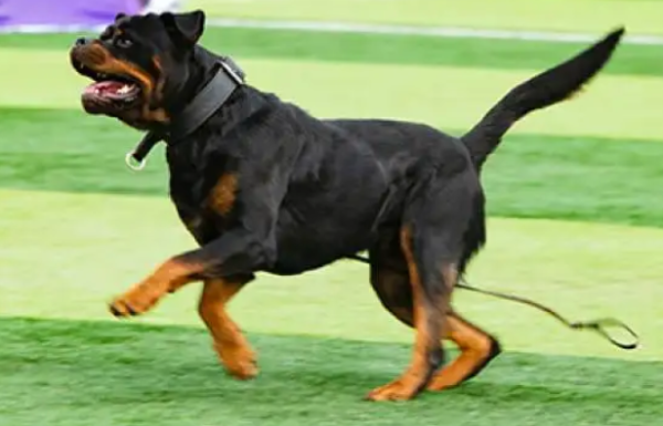 Once you get a dog license, it won t be a problem to keep prohibited dogs, right?