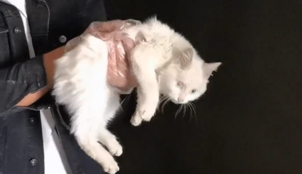 Beautiful white cat also strays? Even when the tail is dry, it still remains docile