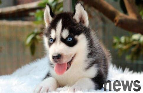 What does it mean when a dog is constipated and has blood? Is there a quick way to deal with it?