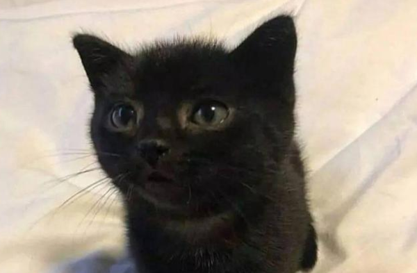 The 3-month-old kitten only weighed 680g and turned into a sweet and handsome boy after being rescued