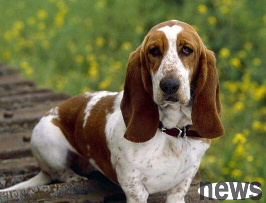 What fruits can’t dogs eat? Master, come and find out!