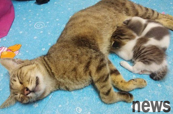 The baby was adopted and the mother cat waited at the door day and night. She looked distressed.