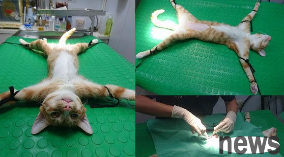 There is no hope for the cat’s life! The expression on the cat’s face during the sterilization surgery is so funny