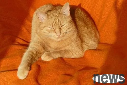 The man feeding the stray orange cat unexpectedly brought 5 other cats over and took over the man’s backyard.