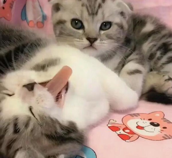 The little kitten stretched out its paws to call its owner. The owner was happy to catch it, but the next second he was embarrassed!