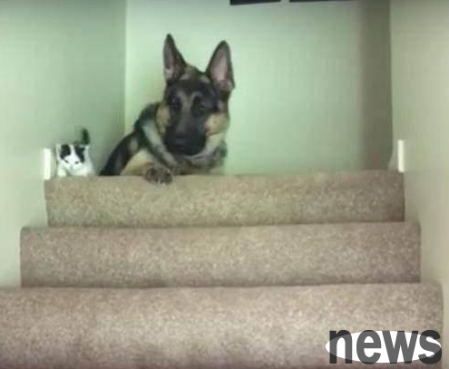 The little cat couldn t climb the stairs, so he turned to the old man for help. The big wolf dog s reaction subverted his thinking.