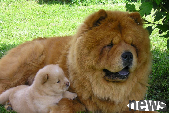 The Chow Chow is disliked by pet shops. Staff: I don’t make any money for it!
