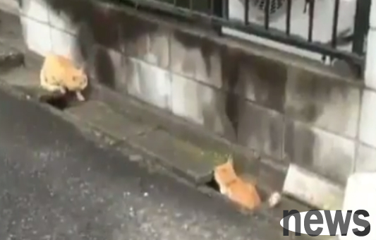 Two orange cats played games across the ditch, and the whole process was recorded.